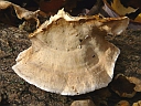 More Unidentified Fungus