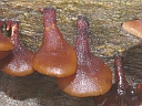 More Unidentified Fungus