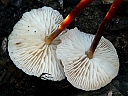More Unidentified Fungus