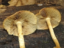 More Unidentified Fungus