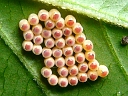 More Stinkbug Eggs