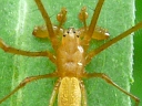 More T. elongata Orbweaver Spiders